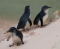 0318-1406 Canberra Zoo Penguins (3185296)